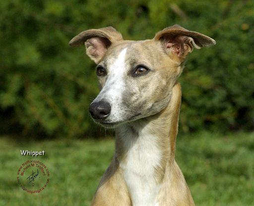 Whippet 9K083D-16.JPG